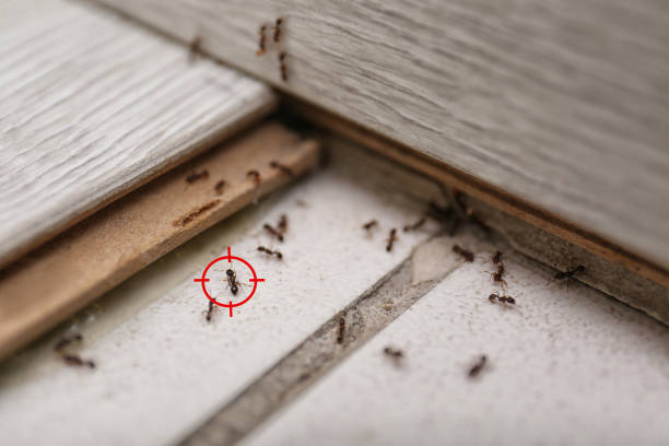 Best Best Pest Control Companies  in Olivette, MO